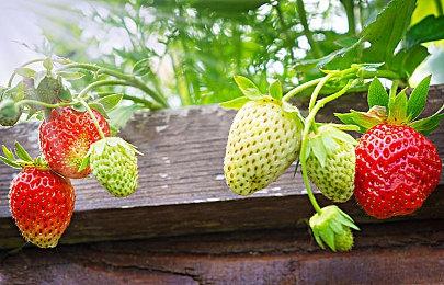 《血源诅咒》将于12月4日进行服务器维护 知名记者称没有惊喜